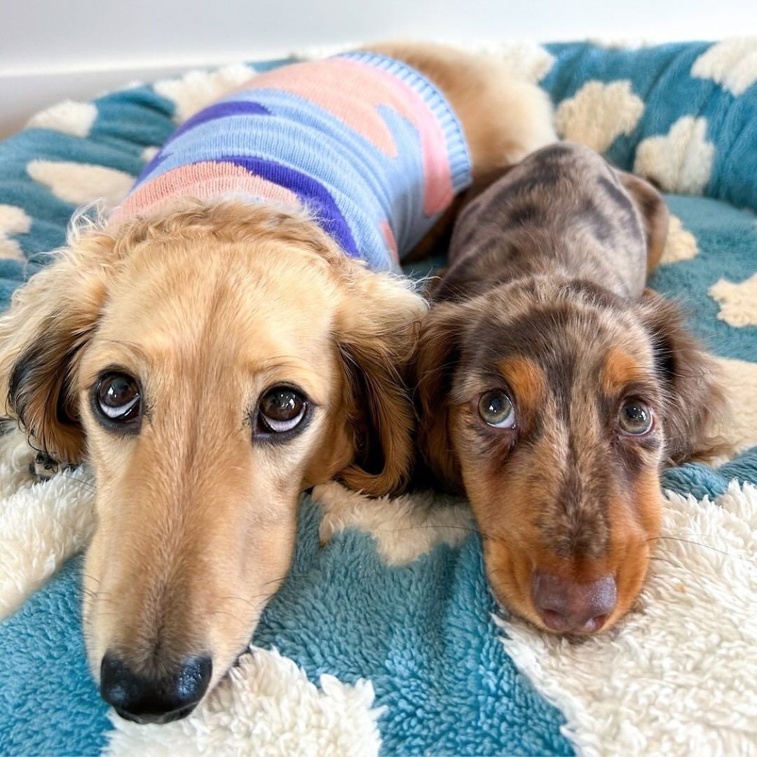 Quality Round Donut Dog Bed