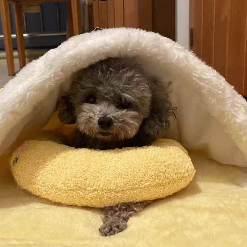 Calming Pet Pillow